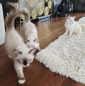 Ragdoll Babies