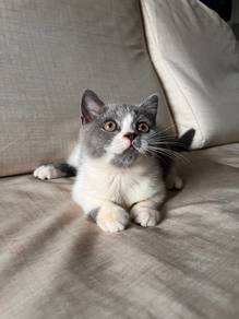 bsh