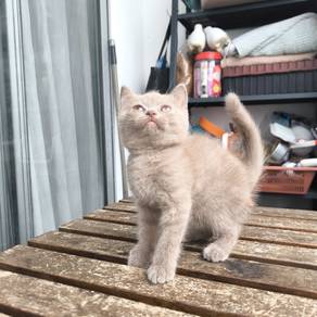 Bsh British Shorthair Kitten Female