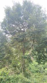 Musangking Durian Farm at delimong , 15km from Karak Pahang for Sale