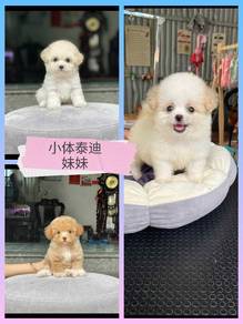 Mini tiny poodle 