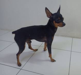 Male Black Miniature Pinscher Puppy 