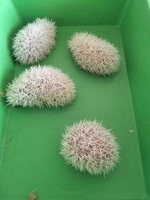 Hedgehog 🦔 