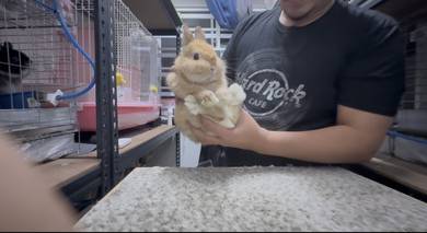 Netherland Dwarf