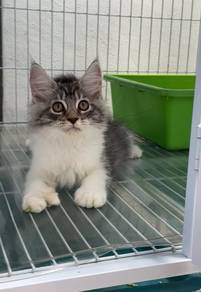 Pure Mainecoon kitten