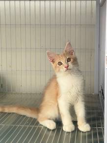 Kucing Mainecoon