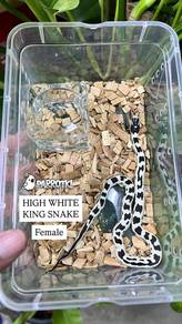 california king snake ular