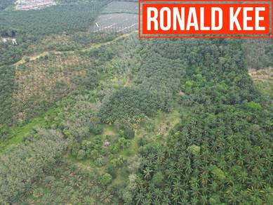 Bukit Merjatam Kulim Kedah 31acres 1100 Trees(Black Thorn) Easy Access