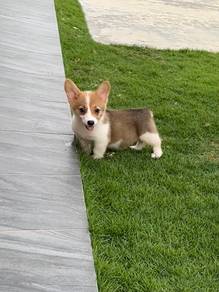 Short leg Corgi puppy