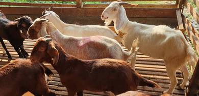 kambing
