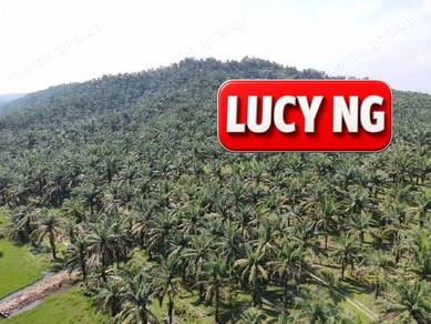 95.93 acres | Agricultural Land | Oil Palm Plantation | Serdang |Kedah