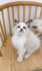 Male Ragdoll Kitten (Parents Import)