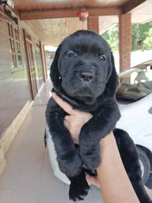 Pure Breed Labrador Puppy