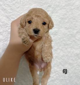 Pure Breed Poodle Puppy