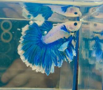 betta blue rim halfmoon