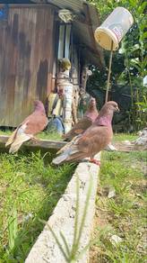 merpati giant runt
