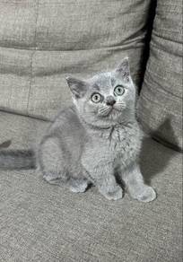 Bsh Kitten ( British Short Hair )