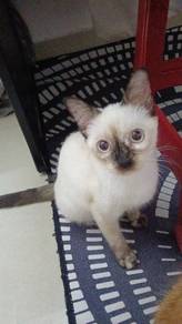 Siamese 