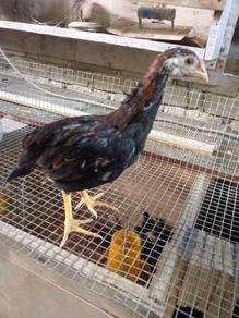 anak ayam kg asli