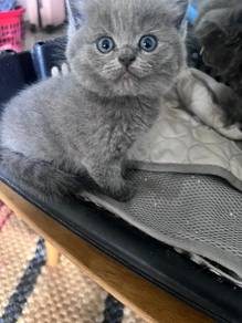 Kitten British Shorthair Pure Breed
