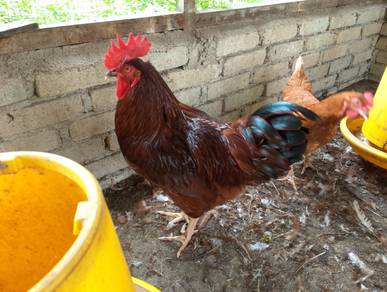 ayam penelor rir cross jantan