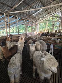 alpaca