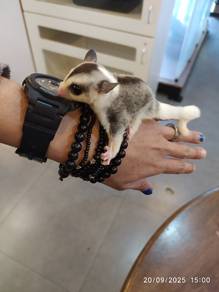 Mosaic Sugar Glider ✨