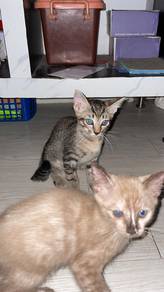 Kittens for adoption