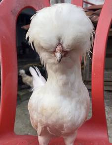 ayam Poland