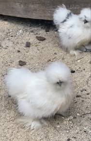 ayam