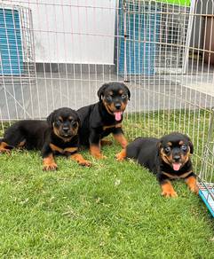 MKA Rottweiler puppies