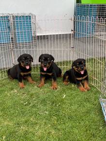 MKA Rottweiler puppies