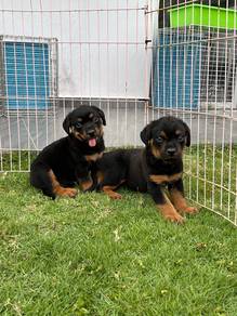 MKA Rottweiler puppies