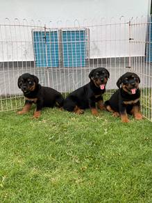 MKA Rottweiler puppies