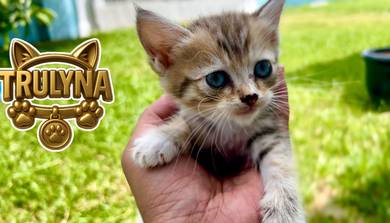 Golden SCOTTISH STRAIGHT BRITISH SHORT HAIR KITTEN