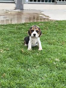 Beagle female puppy