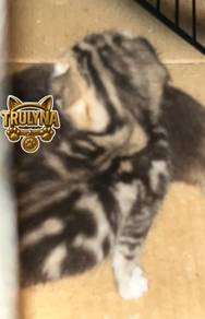 BSH GOLDEN BLACK  Marble BRITISH SHORT HAIR KITTEN