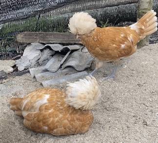 ayam Poland
