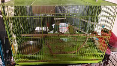 love bird 2+baji B 1+sangkar