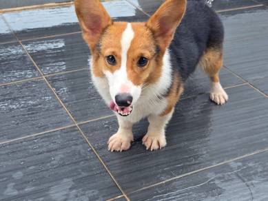Corgi Male