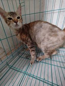 Female Cat Free Adoption 