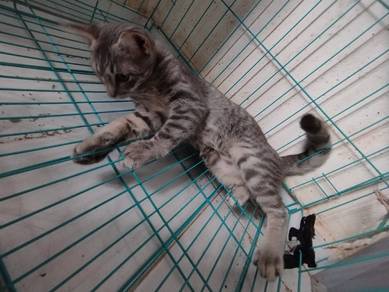 Female Cat for Adoption 