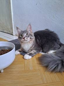 mainecoon