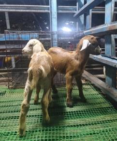 anak kambing 