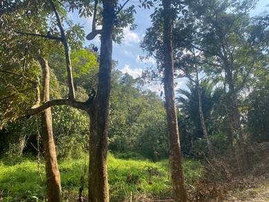 Geran Mukim dusun Durian