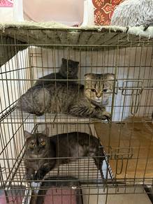 Bubu,LIly,Bruno 🐈
