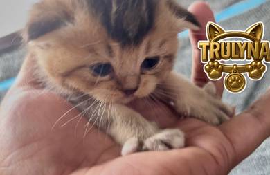 Anak Kucing BSH GOLDEN BLack BRITISH SHORT HAIR