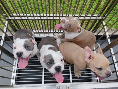 Pure Breed American Bully Puppy