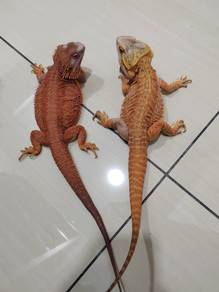 Quit  hobby bearded dragon apair for sold 