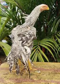 Ayam Aseel parrot beak jantan